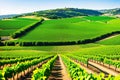 Vast green rows in a vineyard in Lisbon region, Portugal made with Generative AI