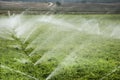 Vegetable fields in spring