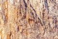 Image of the vertical mountain wall. Royalty Free Stock Photo