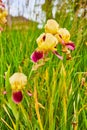 Vertical of Orchardgrass with purple and yellow blooming Bearded Iris flowers