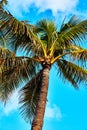 Vertical palm tree against light blue sky