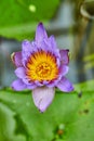 Vertical of single purple Panama Pacific Waterlily in bloom on surface of pond water