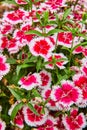 Vertical of stunning China Pink Dianthus Chinensis blooming flower garden background asset Royalty Free Stock Photo