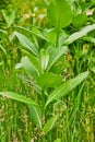 Vertical of tall Common Milkweed with Latin name Asclepias Syiaca field of green Orchardgrass
