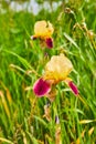 Vertical of two purple and yellow blooming Bearded Iris flowers and Orchardgrass