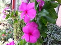 Nature light pink color Beautful Flower of Sri Lanka