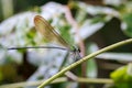 Image of Vestalis gracilis dragonflyAmphipterygidae.