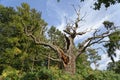 Strectched out veteran trees. perspective hatfield park england europe