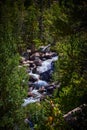 View through trees of rapids river over rocks