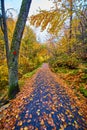 View walking down hiking path covered in fall leaves with trail marker and trees in peak foliage Royalty Free Stock Photo