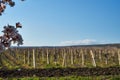 Image of a vineyard in early sprin