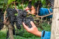 a vineyard red grapes harvest