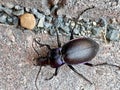 Beetle on a path