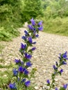 Vipers bugloss flowers in summer Royalty Free Stock Photo