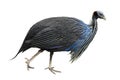 Image of vulturine guineafowl Royalty Free Stock Photo