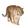 Image of walking tiger Royalty Free Stock Photo