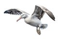 Image of Wandering Albatross on white background. Bird, Wildlife Animals, Illustration, Generative AI Royalty Free Stock Photo