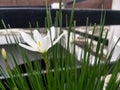 A white flora with yellow pollens in centre.