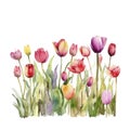 Photo watercolor painting of a tulips garden Royalty Free Stock Photo