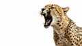 Roaring and angry Cheetah closeup on isolated white background Royalty Free Stock Photo