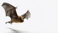 Fascinating and mysterious Bat on isolated white background