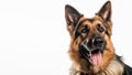 German Shepherd closeup pose, open mouth, on isolated white background