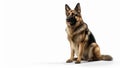 German Shepherd with alert expression, sitting pose on isolated white background