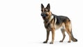 German Shepherd with alert expression on isolated white background