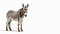 Stunning Donkey on isolated white background Royalty Free Stock Photo