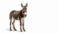 Stunning Donkey on isolated white background Royalty Free Stock Photo