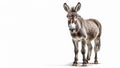 Stunning Donkey on isolated white background Royalty Free Stock Photo