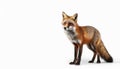 Fox with its alert expression and sleek appearance on isolated white background Royalty Free Stock Photo
