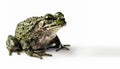 Green Frog with plump body and bumpy skin on isolated white background