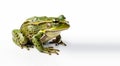 Green Frog with plump body and bumpy skin on isolated white background