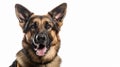 German Shepherd Angry closeup pose on isolated white background