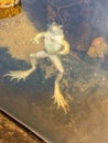 A golden coloured frog swimming Royalty Free Stock Photo