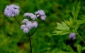 An white purple flower near an marijuana  plant growing in the from nepal Royalty Free Stock Photo