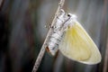 White satin Moths at Ainsdale Local Nature Reserve