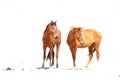 Wild horses of the Namib 2 Royalty Free Stock Photo