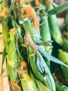 Bundle of Mature Corn in Season