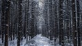 Winter Pine Forest