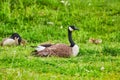 Watchful parent geese with baby goslings in green grassy field on a hill
