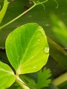 The image of water drops on green leaf here Royalty Free Stock Photo