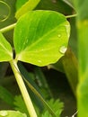 The image of water drops on green leaf Royalty Free Stock Photo