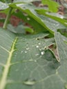 image of water drops in green papaya leaves.