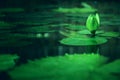Image of water lily in the pond Royalty Free Stock Photo