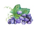 Image of the watercolor bunch of blue grapes. Painted hand-drawn in a watercolor