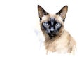 Image of watercolor painting of siamese cat head on a clean background. Pet. Animals.