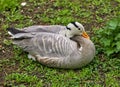 waterfowl wild bird mountain goose sitting on the grass