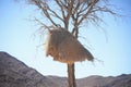 Weaver bird nest Royalty Free Stock Photo